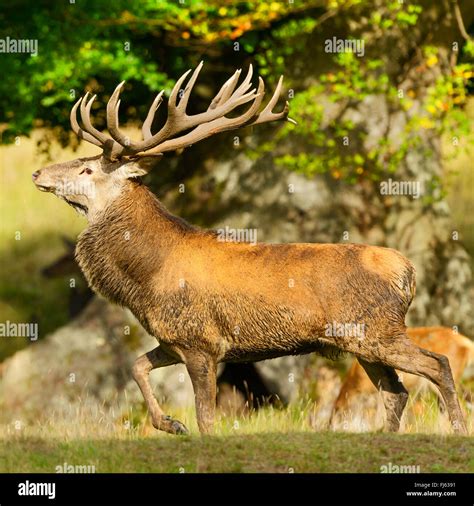 red stag casino eu|cervus elaphus.
